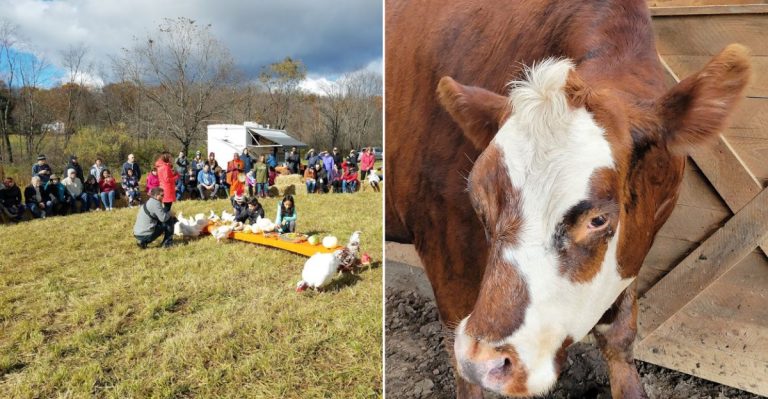 Visitors Love This Pennsylvania Farm Sanctuary Where Rescued Cows, Pigs, And Goats Find Hope