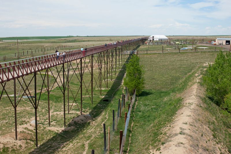 Visitors use elevated platforms instead of walking among the animals Visitors use elevated platforms instead of walking among the animals