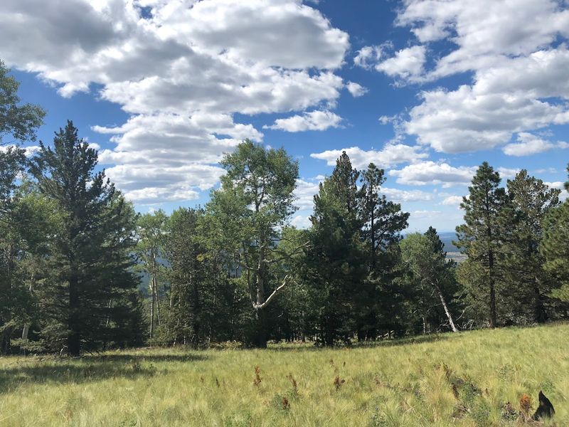 Wildlife Encounters Along The Path