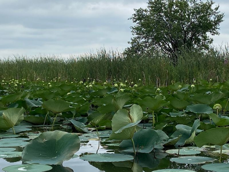 Chain O'Lakes State Park, Spring Grove
