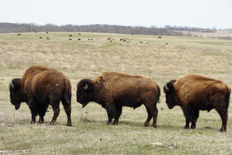 Nachusa Grasslands, Franklin Grove, Illinois