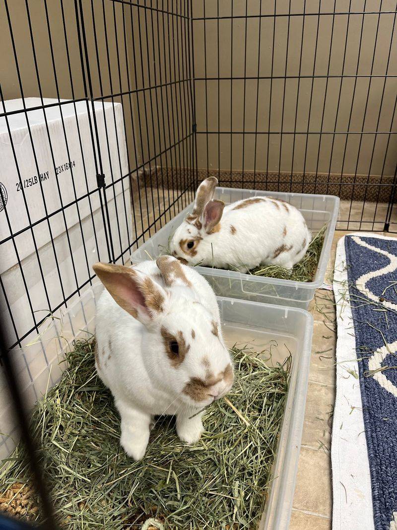Volunteer Roles Go Way Beyond Petting Bunnies