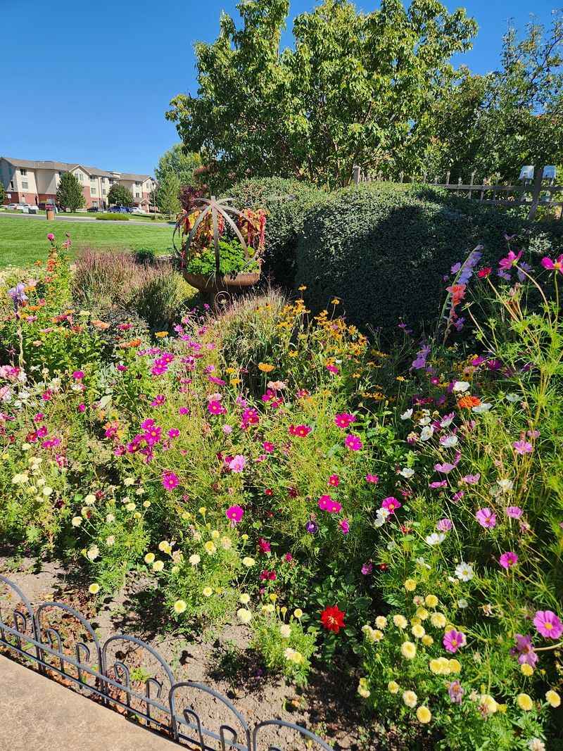 Volunteer Work Behind The Montrose Plantings