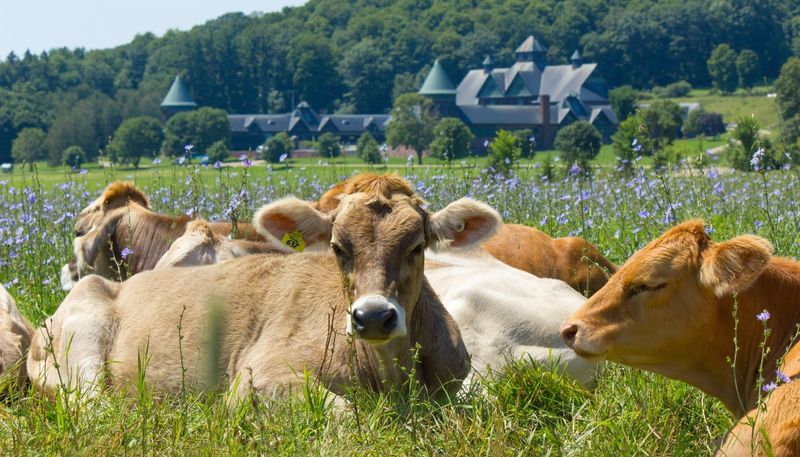 Shelburne Farms: Lakeside Picnics with History