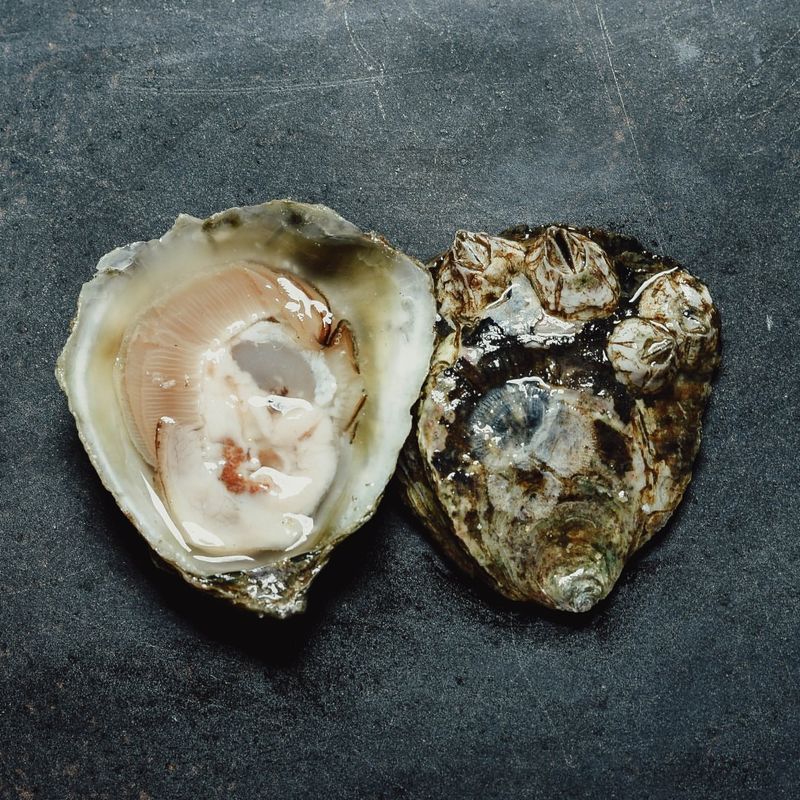 Olympia Oysters