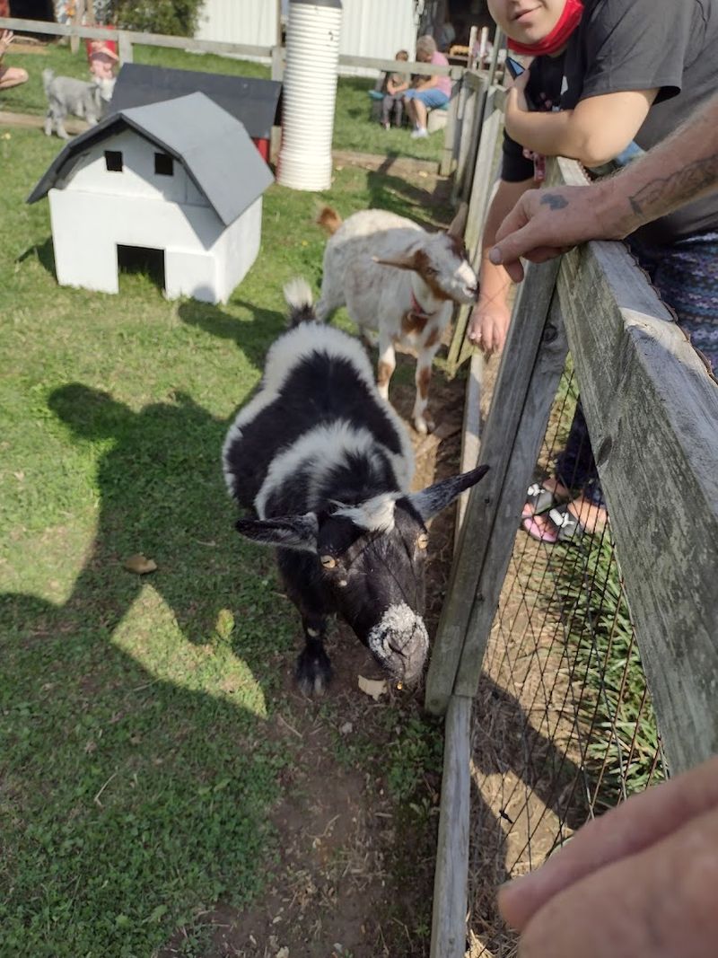 The Petting Zoo and Furry Tail Farm Side of Things