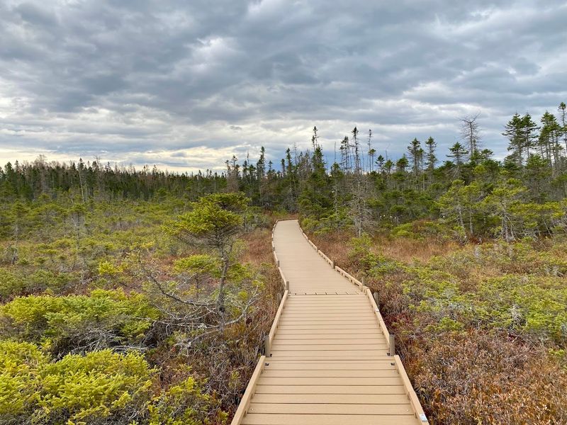 Walk Above A Peat Bog On A Mile-Long Boardwalk