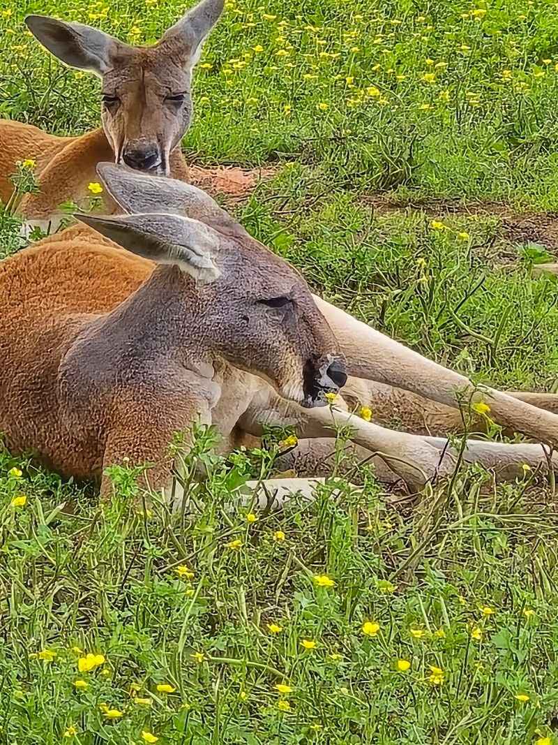 Discover Unexpected Animals Beyond The Barnyard