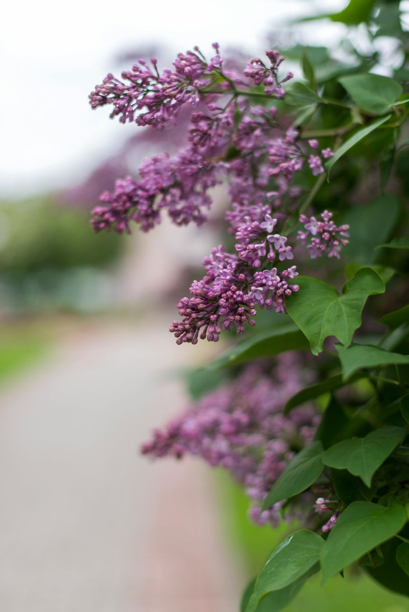 Walk Beyond Main Street For The Oldest Lilacs