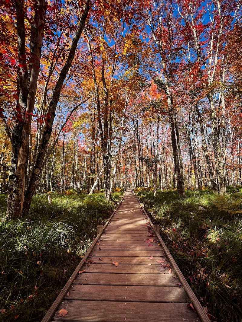 Walk The Jesup Trail