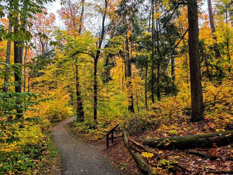 Walk The Paved Old Growth Forest Trail Walk The Paved Old Growth Forest Trail