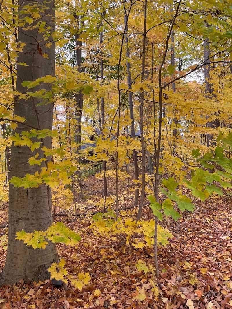 Use The Lodge As Your Interpretive Key