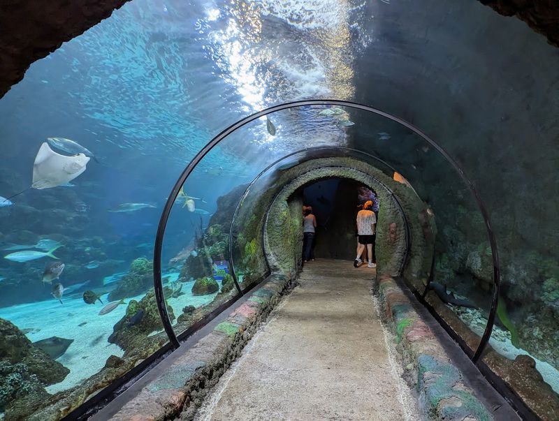 The 270-Degree Shark Tunnel: Where The Ocean Comes To Colorado