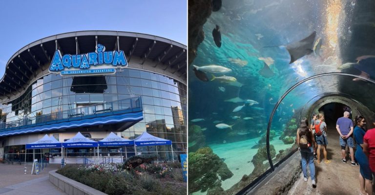 Walk Through A 270-Degree Aquarium Tunnel At This Colorado Underwater Attraction