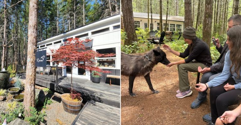 Walk With Wolfdogs On This Once-In-A-Lifetime Washington Adventure