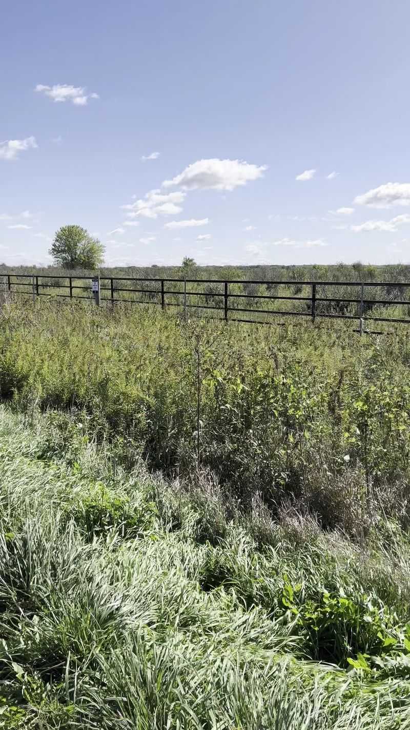 Walk to the bison pasture, not among the bison