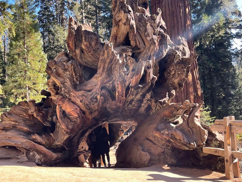 Walking Among Ancient Giants Walking Among Ancient Giants