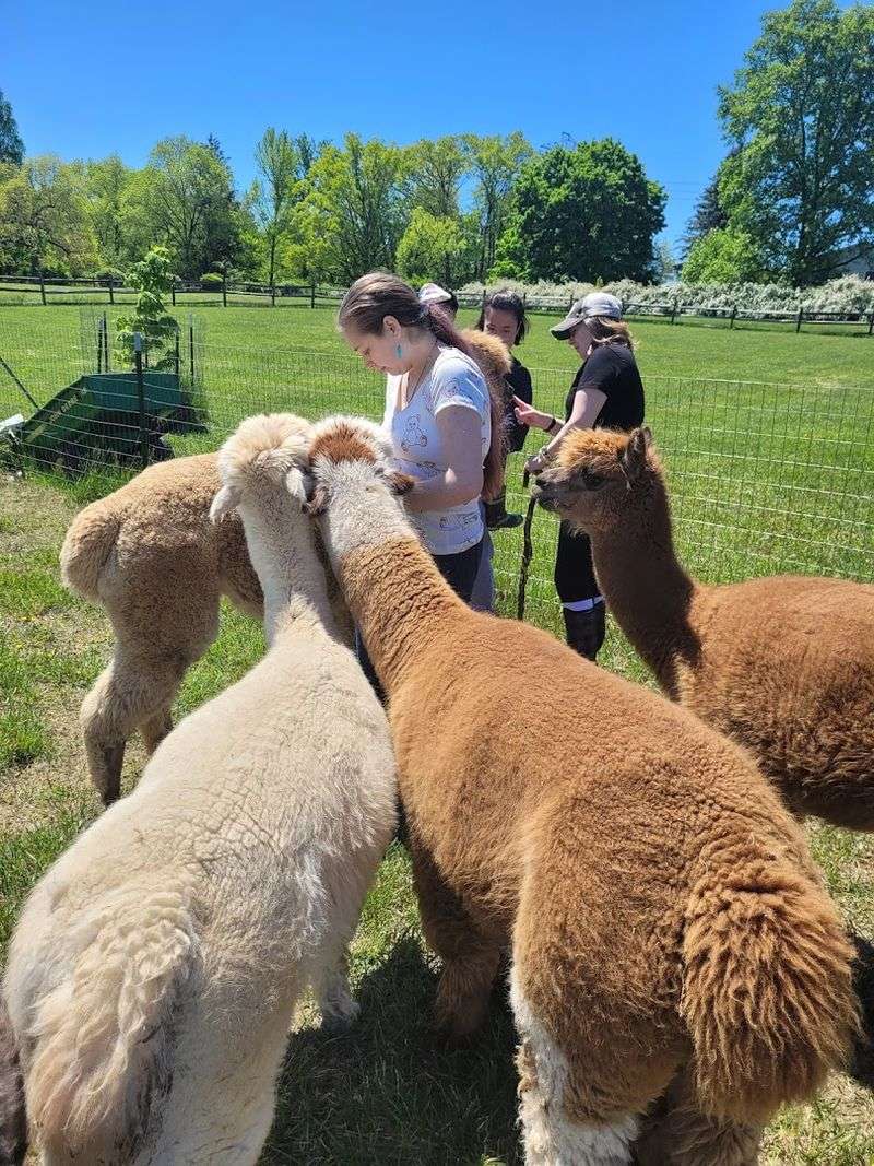 Walking An Alpaca Is Exactly As Fun As It Sounds Walking An Alpaca Is Exactly As Fun As It Sounds