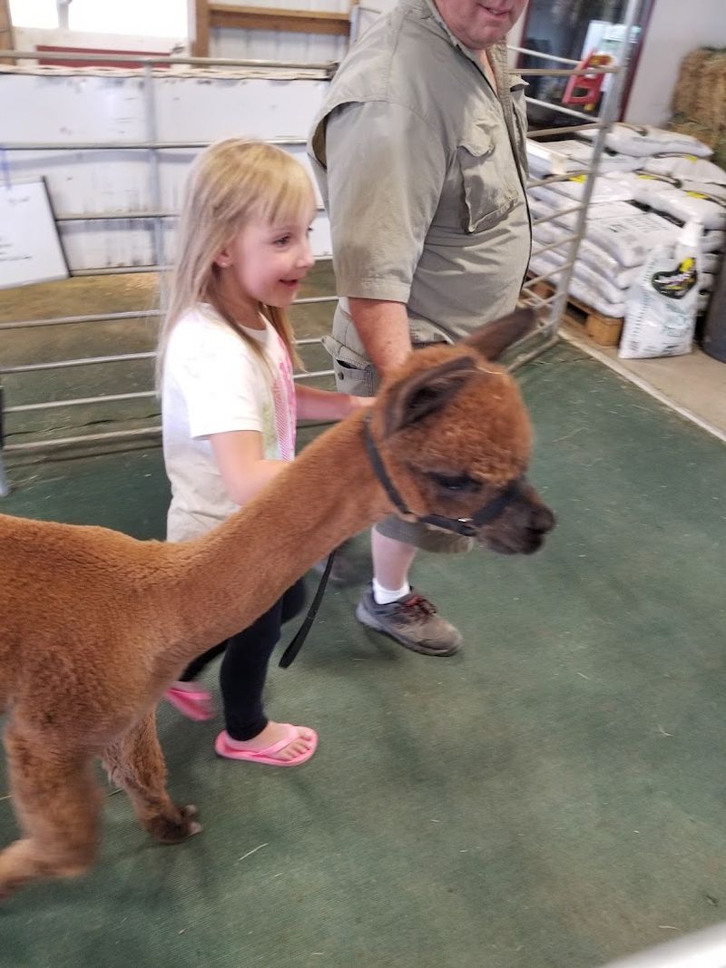 Walking An Alpaca Might Be Your New Favorite Hobby