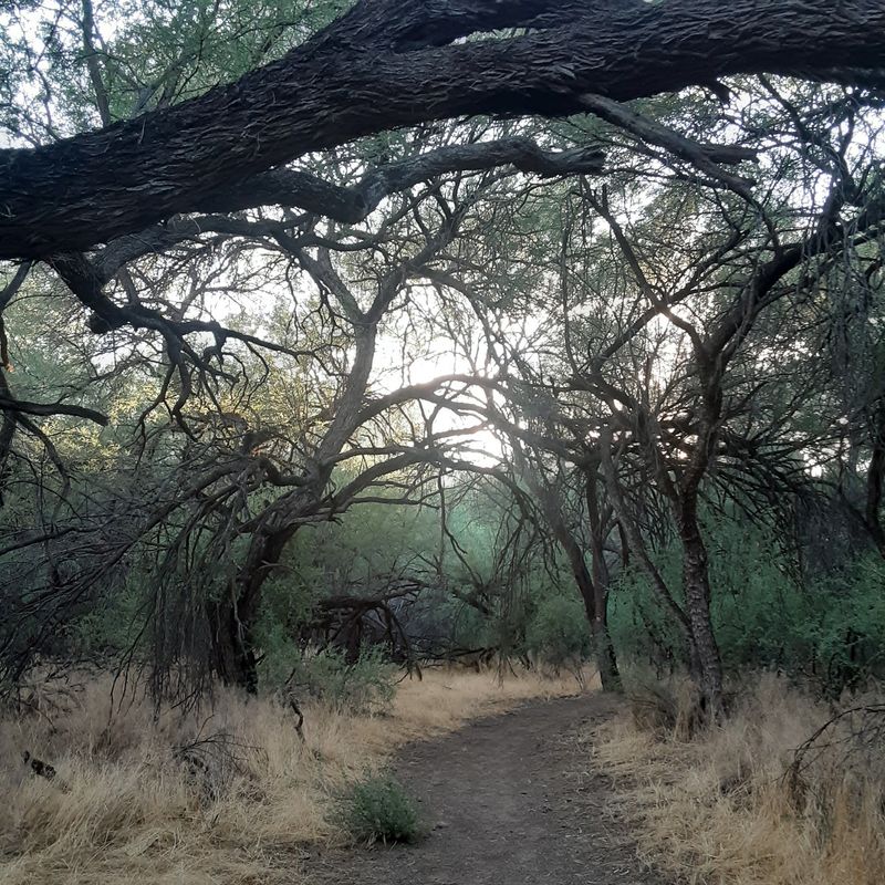 Walking Beneath The Mesquite Bosque Walking Beneath The Mesquite Bosque