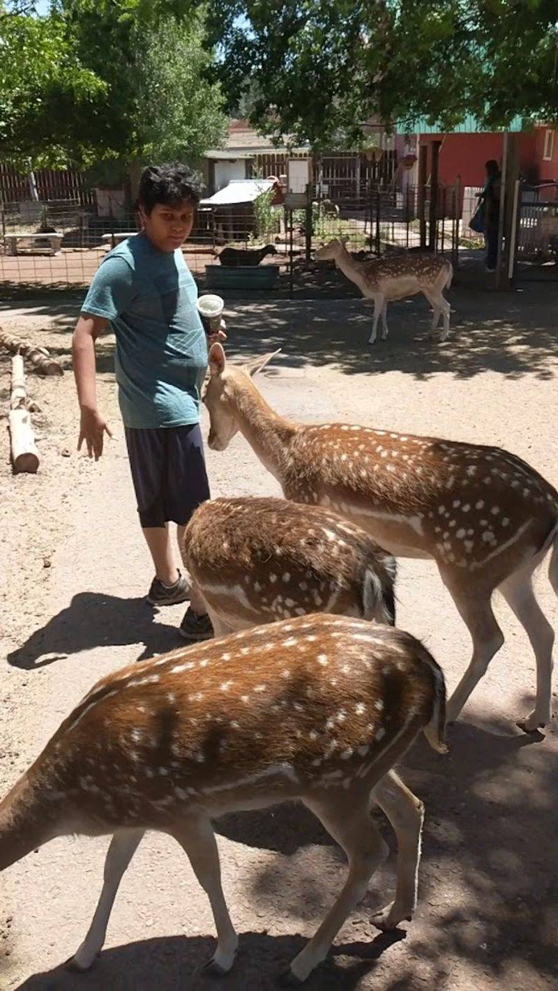 Hand-Feeding The Deer