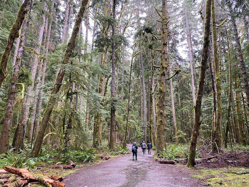 Walking Through An Old-Growth Forest