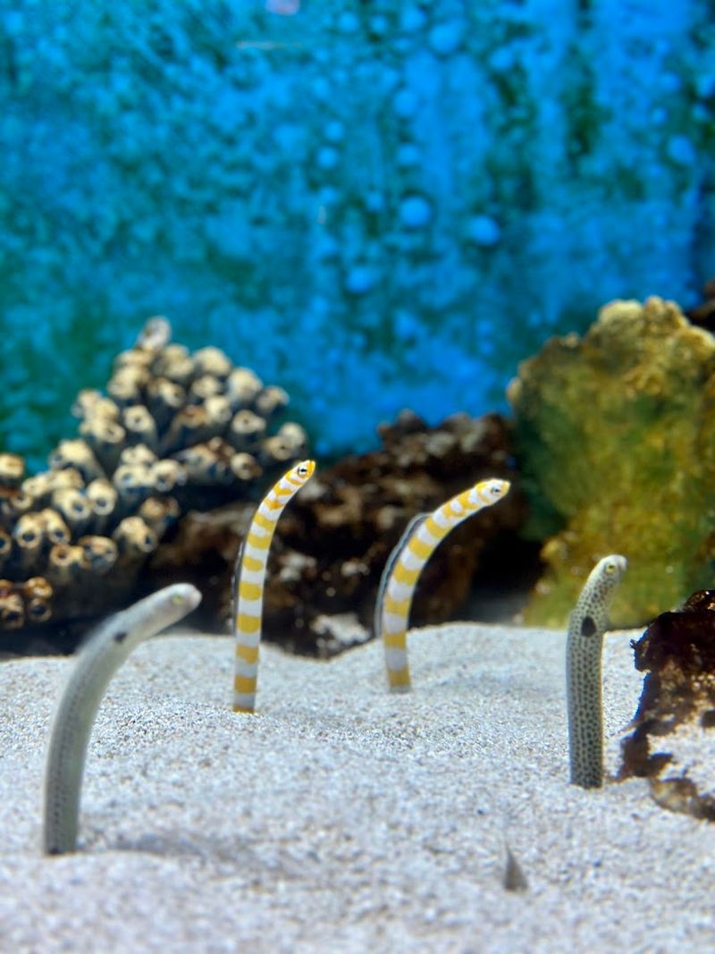 Getting Hands-On At The Stingray Touch Pool