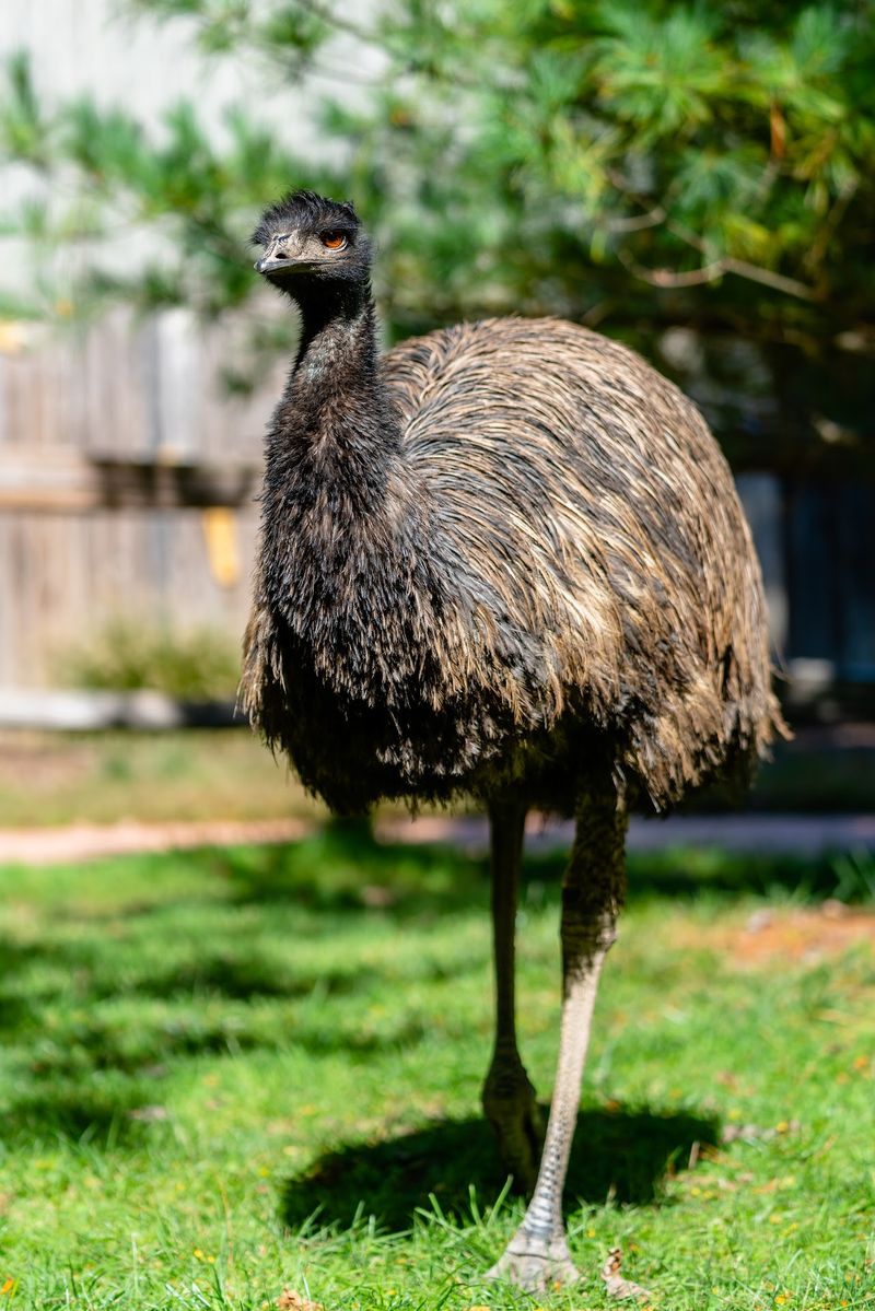 Wallabies, Emus, And A Walkabout To Remember