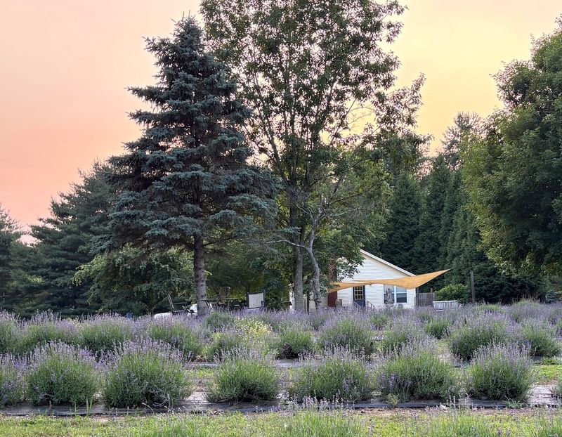 Onederings Lavender Farm, Clarksville, Ohio
