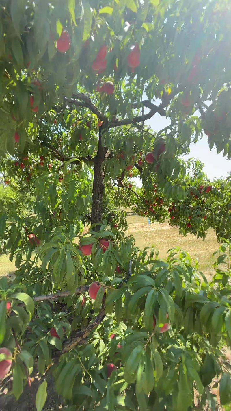 Walters' Fruit Ranch, Mead, WA