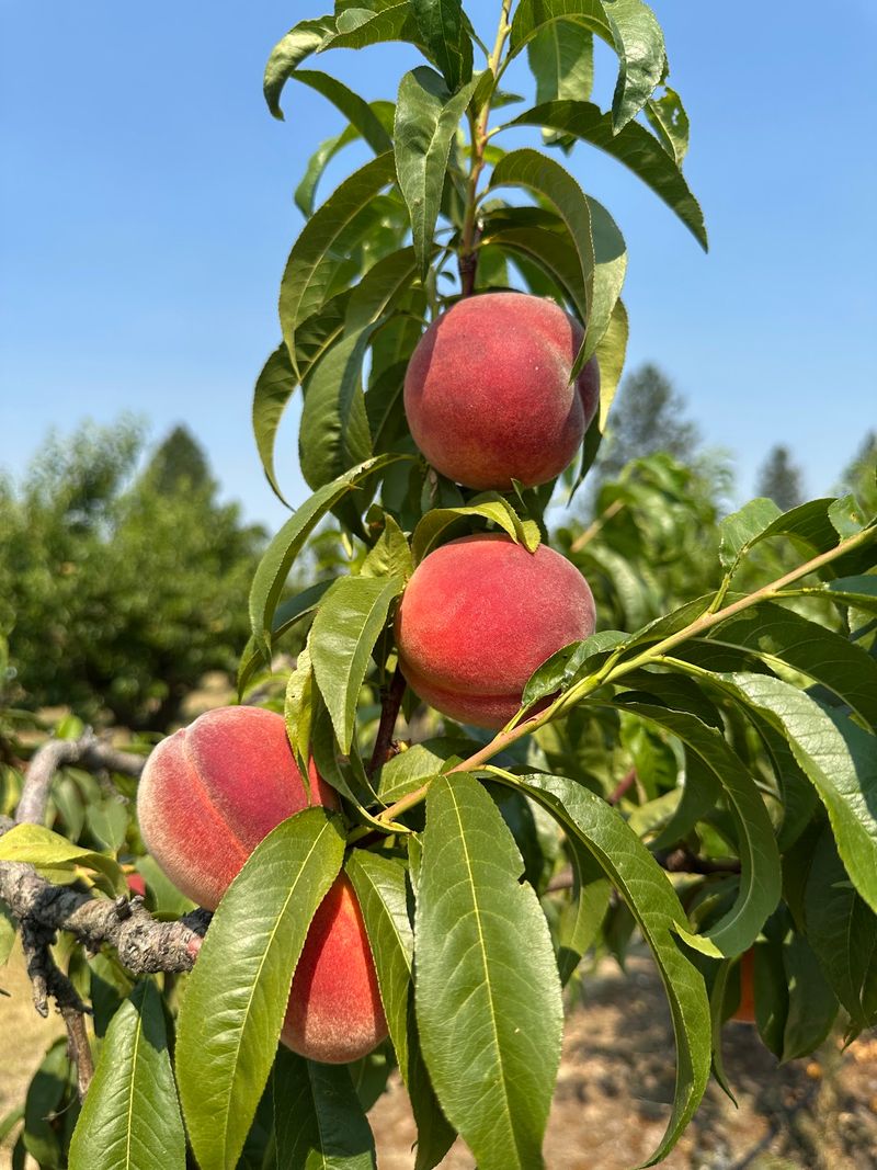 Walters' Fruit Ranch, Mead, WA Walters' Fruit Ranch, Mead, WA