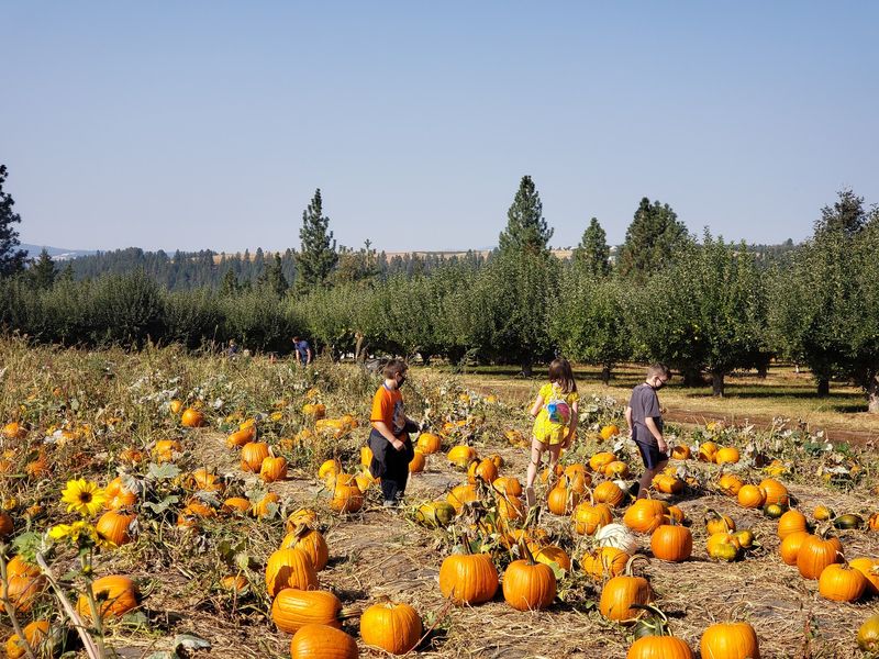 Walters' Fruit Ranch, Mead, WA Walters' Fruit Ranch, Mead, WA