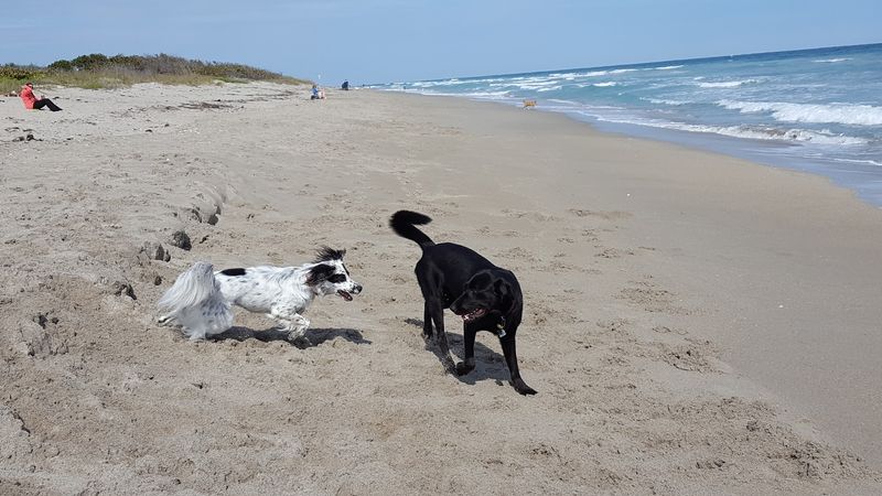 Walton Rocks Dog Beach