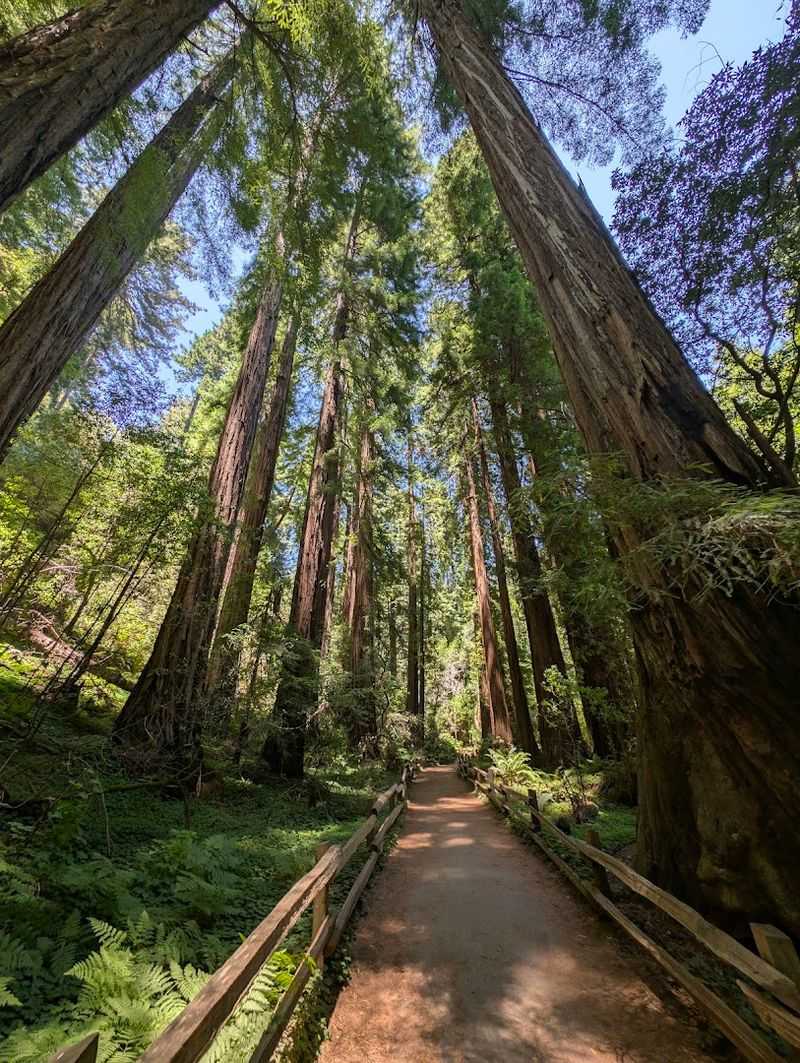 Wander Among Giants At Muir Woods National Monument