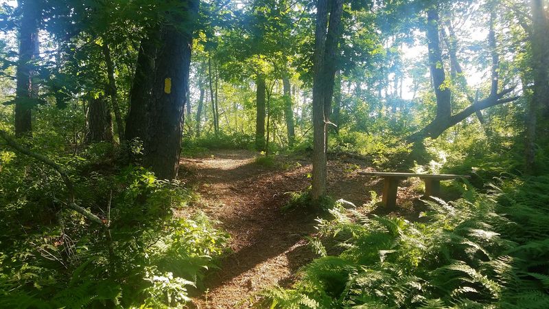 Wander The Wild Trails Of Lush Preserves Wander The Wild Trails Of Lush Preserves