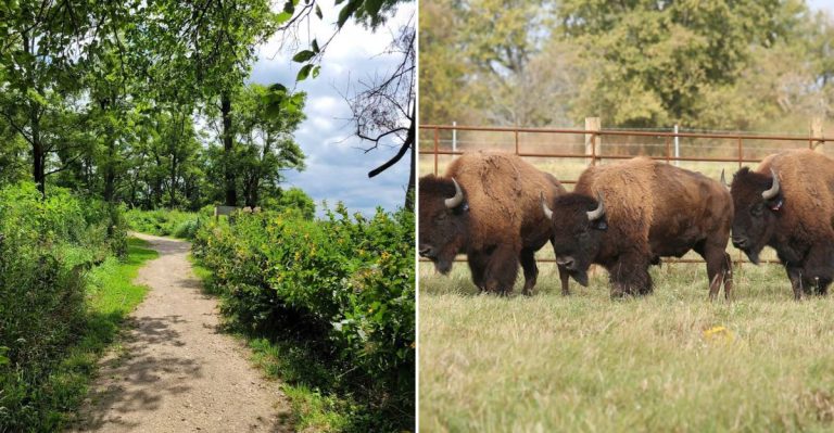 Wander Through An Illinois Prairie Where Wild Herds Still Roam Freely