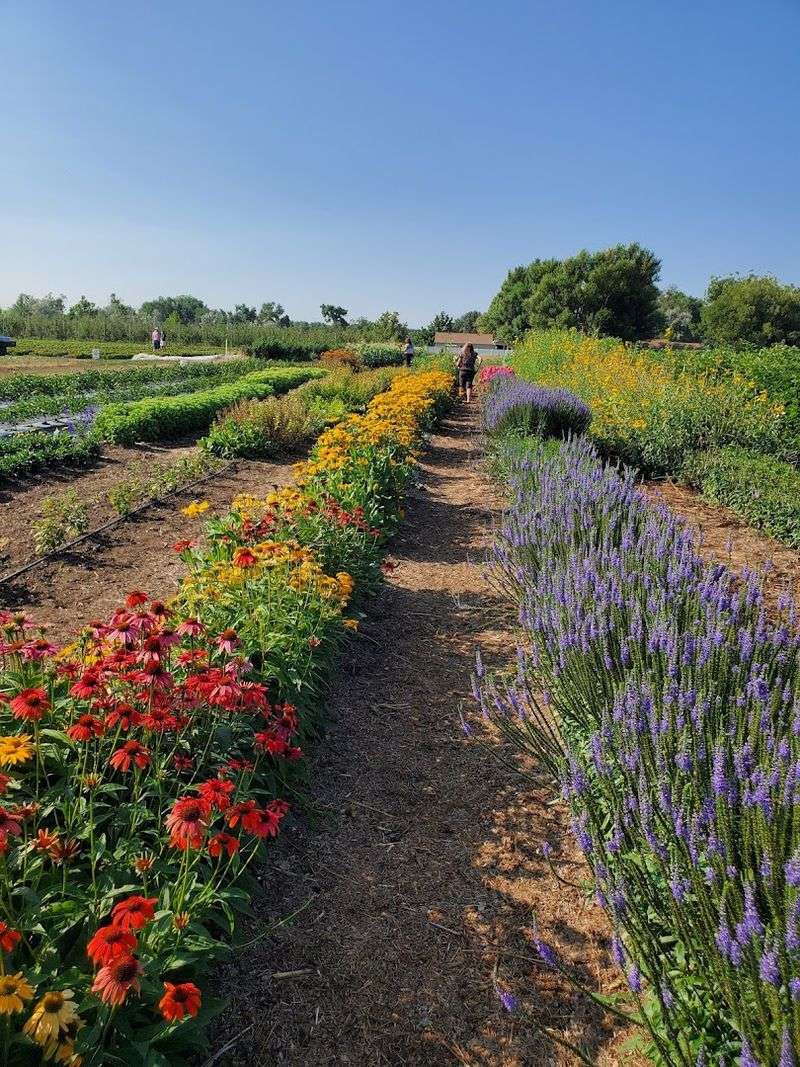 Wandering The Flower Fields At Garden Sweet