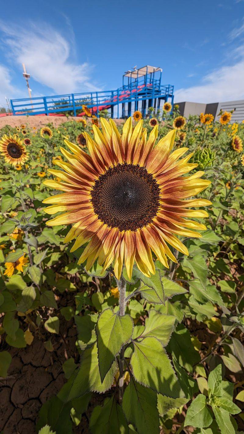 Wandering The Sunflower Rows With A Camera In Hand