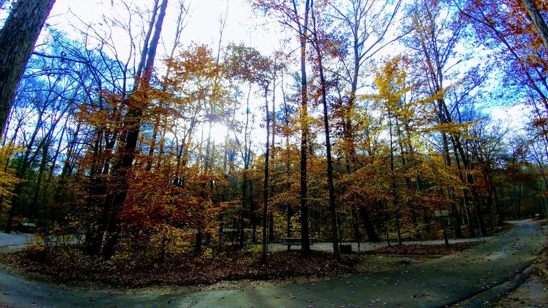 Wandering Trails Wrapped In Golden Leaves Wandering Trails Wrapped In Golden Leaves