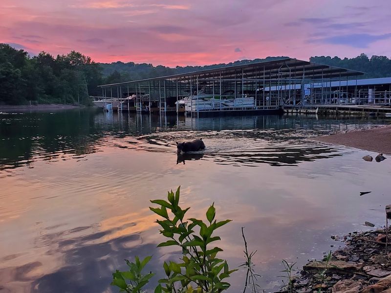 War Eagle Marina, Springdale War Eagle Marina, Springdale