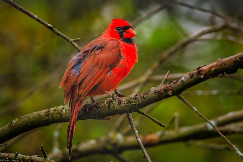 Warblers, Blackbirds, And Surprise Snowy Owls