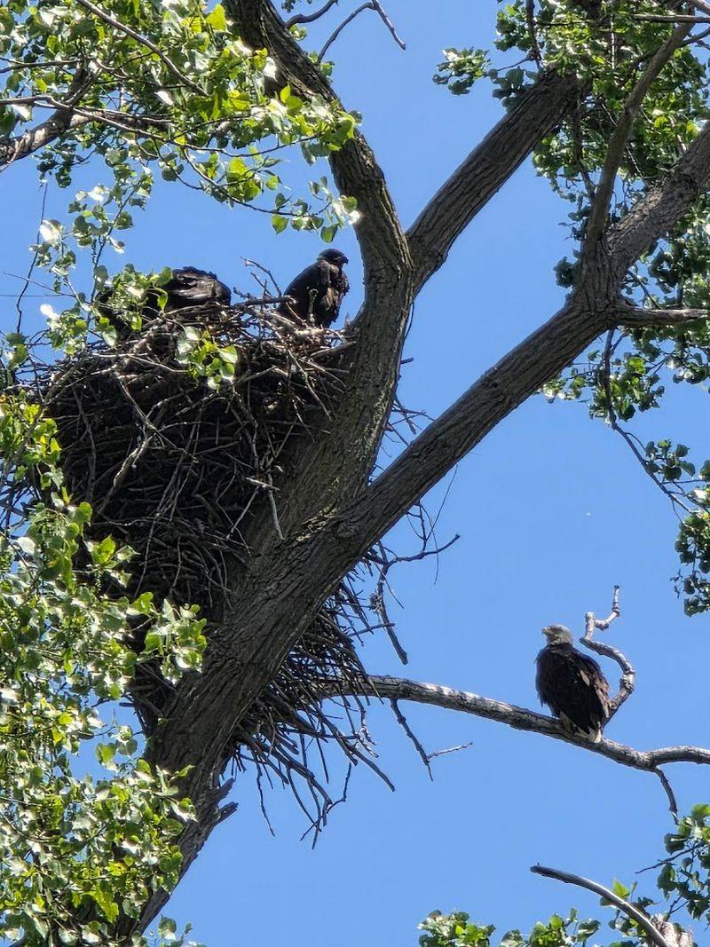 Beyond Warblers: The Full Cast of Wildlife