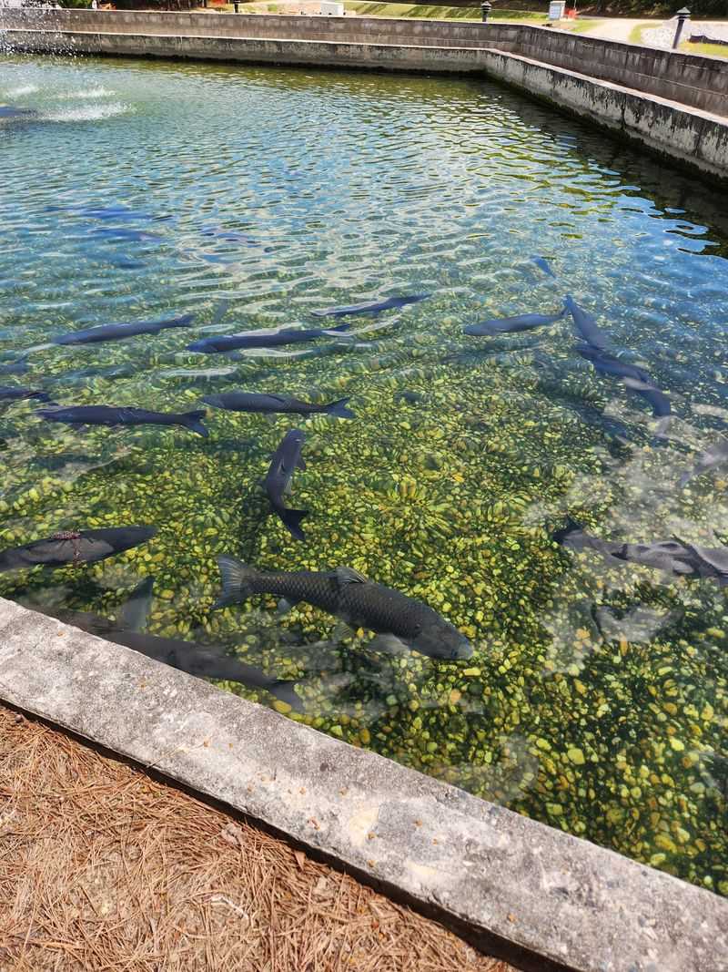Warm Springs National Fish Hatchery Warm Springs National Fish Hatchery