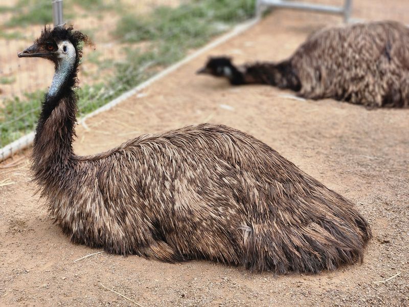 Warthogs, Emus, and a Buffalo Called the Big Puppy Warthogs, Emus, and a Buffalo Called the Big Puppy
