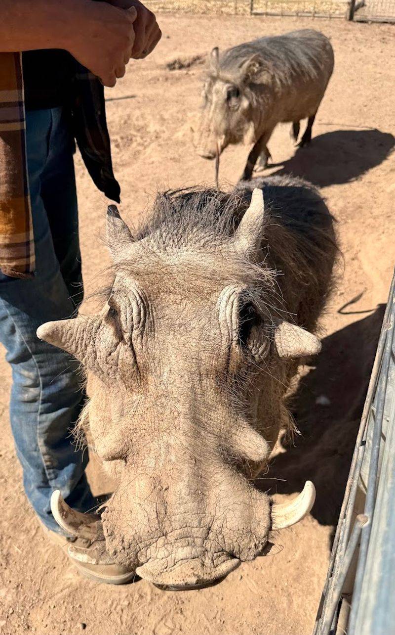 Warthogs With A Weakness For Tummy Rubs