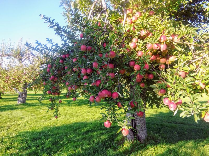 Washburn's Windy Hill Orchard Washburn's Windy Hill Orchard