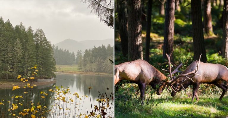 Washington Has A 435-Acre Wildlife Park Where You Can Ride Past Bison, Elk, And Mountain Goats This Summer