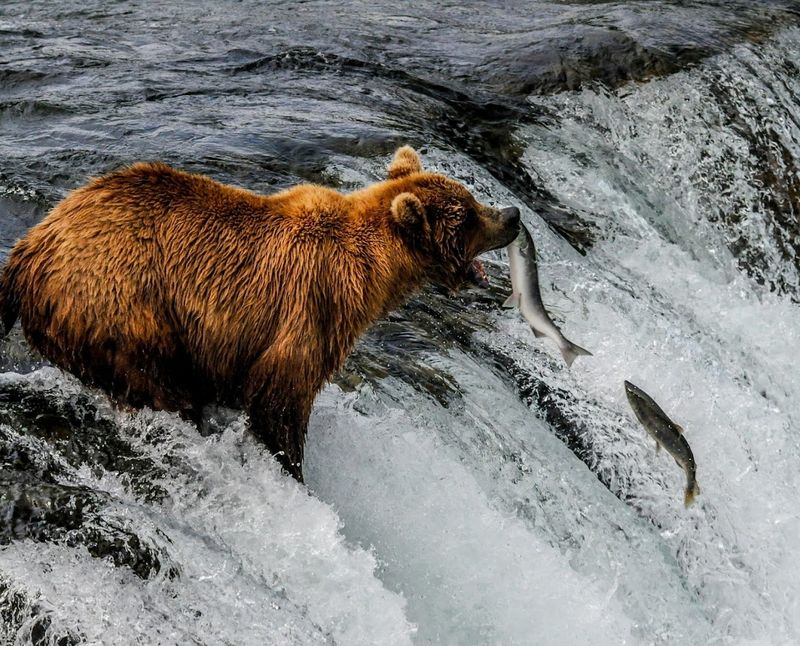 Watch Brown Bears Fish At Brooks Falls 