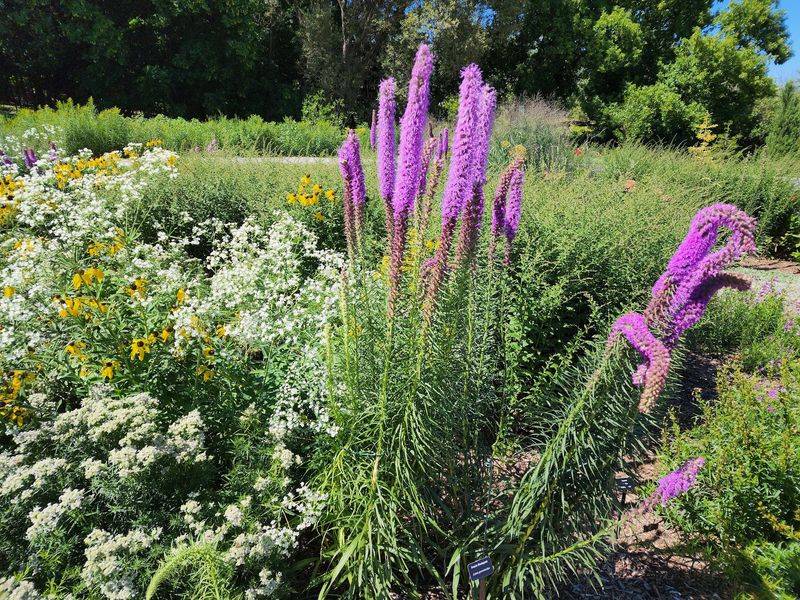Watch For Native Michigan Plants