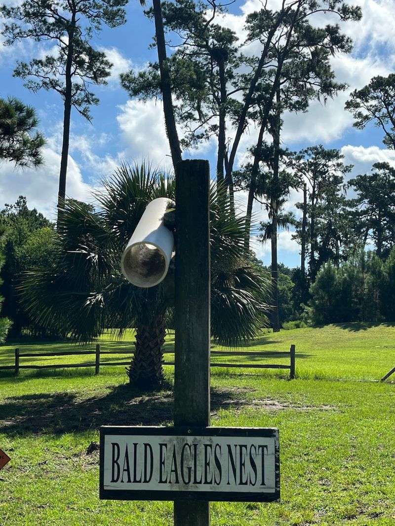 Watch For The Bald Eagle Nest